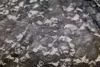 Black Floral Lace Fabric with Stretch