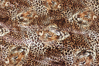 Leopard Face Velvet Fabric Large Animal Portrait Print