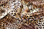 Leopard Face Velvet Fabric Large Animal Portrait Print