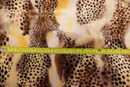 Brown Beige Cheetah Velvet Fabric Tie Dye Waves Black Spots