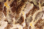 Brown Beige Cheetah Velvet Fabric Tie Dye Waves Black Spots