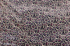 White Leopard Velvet Fabric Black Blue Pink Spots