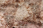 Cheetah Spot Velvet Fabric Animal Print