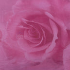 Large Rose Power Mesh